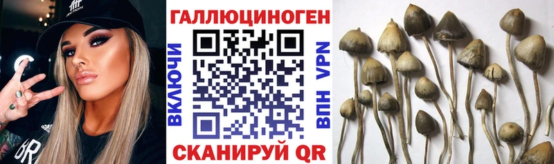 Псилоцибиновые грибы Psilocybine cubensis Торопец